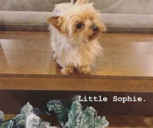 VPR Jax and Brittany Puppy Instagram