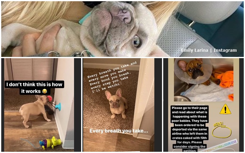 90 Day Fiance Emily Larina Frenchie Dog Appeal