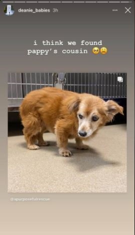 BiP Star dean shares photo of a dog