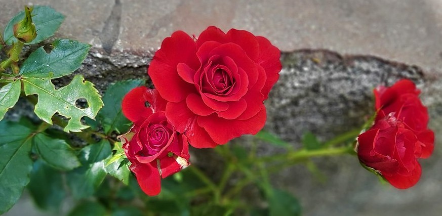 Roses via Wikimedia Commons