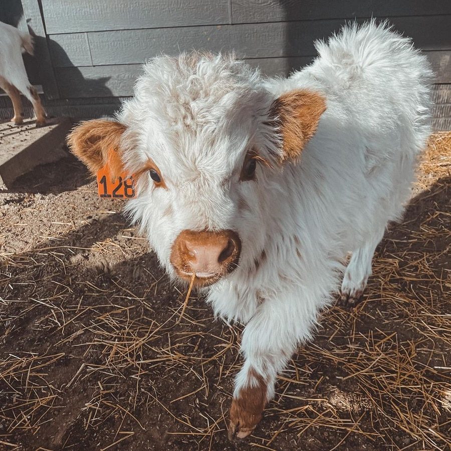 Chelsea Houska Announces New Baby [Credit: Down Home DeBoers/Instagram]